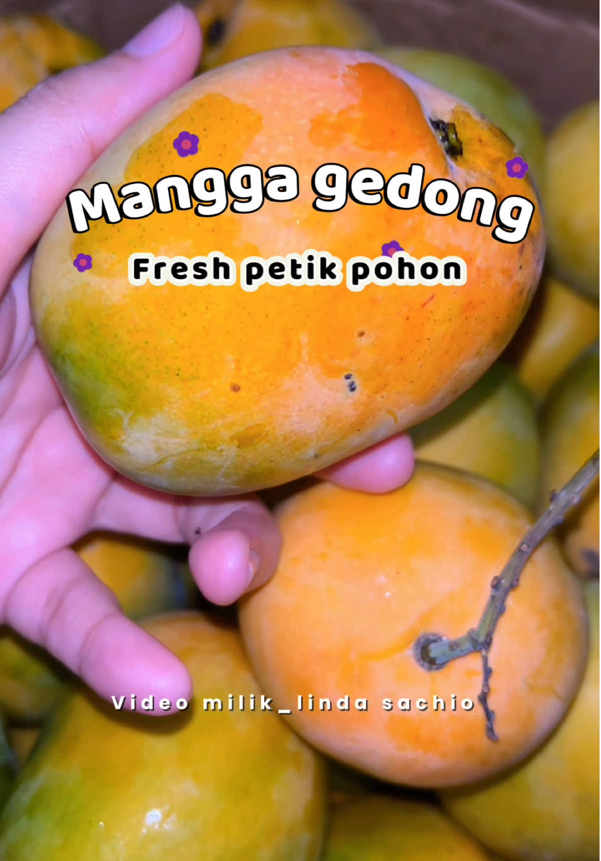 Manis #mangga #manggagedong #manggagincu #manggapremium 