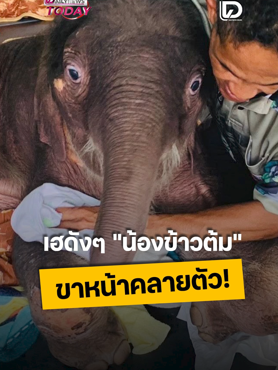 เฮดังๆ น้องข้าวต้ม ขาหน้าคลายตัว! . #น้องข้าวต้ม #ข่าว #ข่าววันนี้  #DAILYNEWSTODA #เดลินิวส์ #เดลินิวส์ออนไลน์