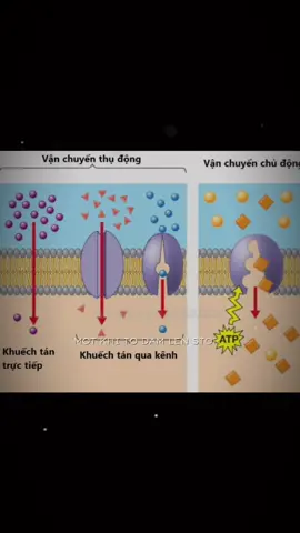 #biology #sinhhoc #xh #facts #sinh ok