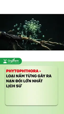 🌱 Sự thật về PHYTOPHTHORA bà con đã biết chưa? Cmt bên dưới nhé #NongNghiepHuuCo #ORGAFARM #KienThucNongNghiep #fyp #LearnOnTikTok 