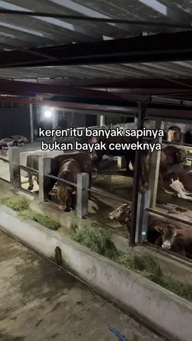 #sapi #sapisuper #sapijumbo #fypシ #pyfツ 