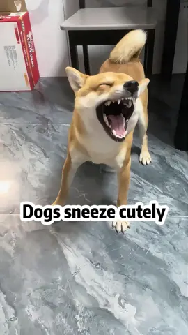 Dogs sneeze cutely #funnydog #cutedog #happydog #dog #fyp 