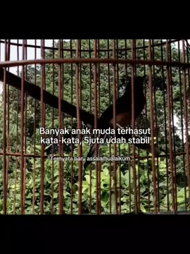 #kicaumania #muraibatu #gacorrr🔥 