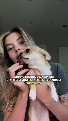 Артикул на лососевое масло : #WW134268 У каждой собаки есть породистые особенности, главное уметь с ними работать. #моя_боль_haq . . . . #рекомендации #уходзасобакой #здоровьесобак #лилоистич #здоровьесобак #чихуахуа 