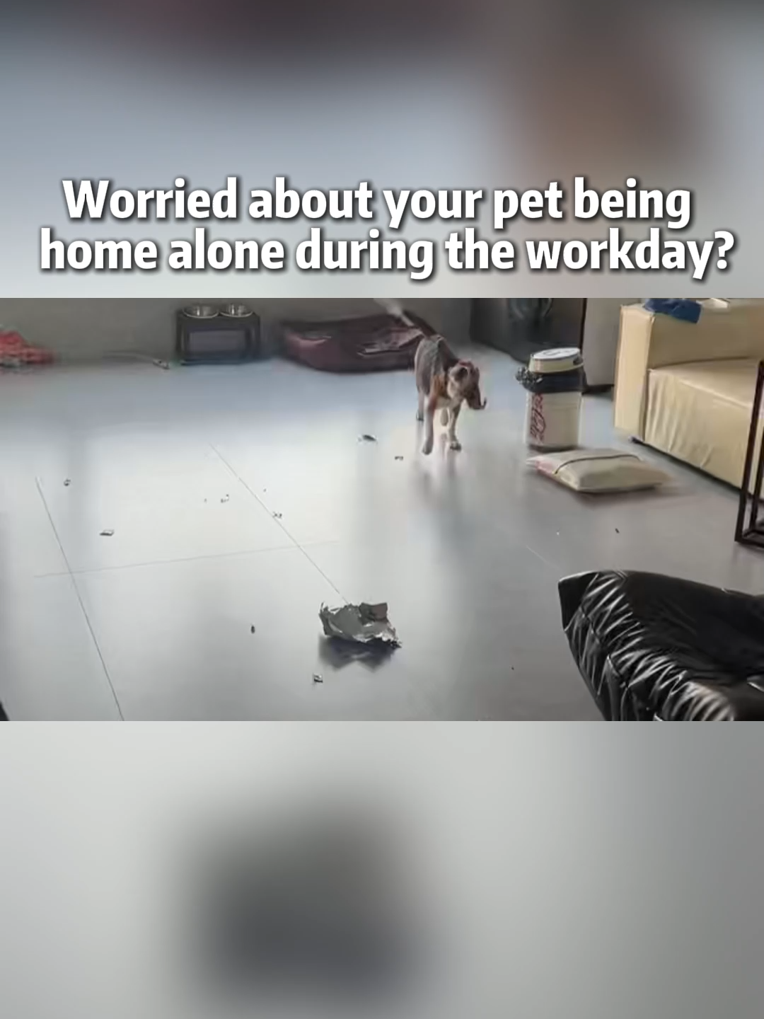 Capture every wiggle, pounce, and playful moment! 🐾 ROLA Mini moves at your command and finds them in seconds—while recording every cute antic. 🎥 #Enabot #EnabotROLAMini #petrobot	#fyp  #dogsoftiktok #catsoftiktok #pet