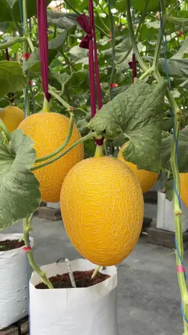 Pesona sweet lavender 58 Hst  Rencana akan dipanen di 65 Hst  #kebunmelonbrianna #petaniindonesia🇮🇩🇮🇩🇮🇩🌿🌿 #melonpremium #petanimelon #sweetlavender 