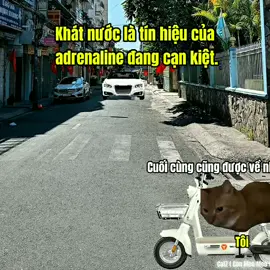 Khi adrenaline cho bạn một cơ hội #cat #meme #catmeme 