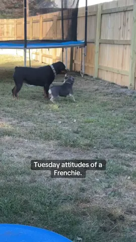 #frenchiesoftiktok #rottweilersoftiktok #fyp 