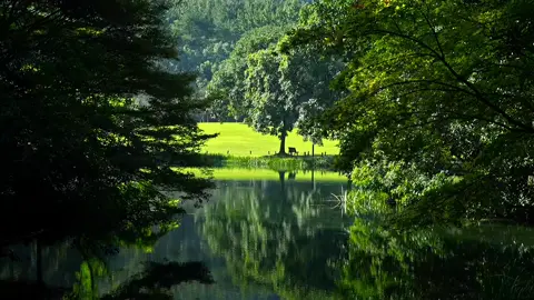 岁月不语,却回答了所有问题。 Năm tháng không nói gì, nhưng trả lời hết mọi câu hỏi🍃🍃 #caption #yenbinh #trending #thiennhien 