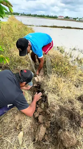 Đào Hang Bắt Chuột Mùa Nước Lũ