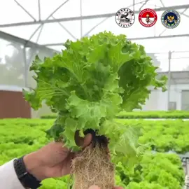 Membuka Lapangan Pekerjaan bagi para Petani Lokal mari kita dukung program makan bergizi gratis.  #mbg #dapurmbg #petanilokal #makanbergizigratis