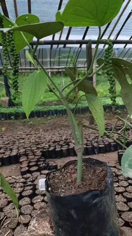 bibit lada perdu, bibit lada #perdu #ladaperdu #bibit 