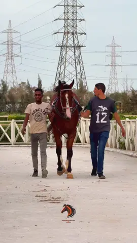 #الابداع #محمد_قاسم_اغا📸 #الرقم_الصعب🔥👑 #الشعب_الصيني_ماله_حل😂😂 #اعادة_النشر🔃  @أُذْكُـــرُوا الله❤️🐎 