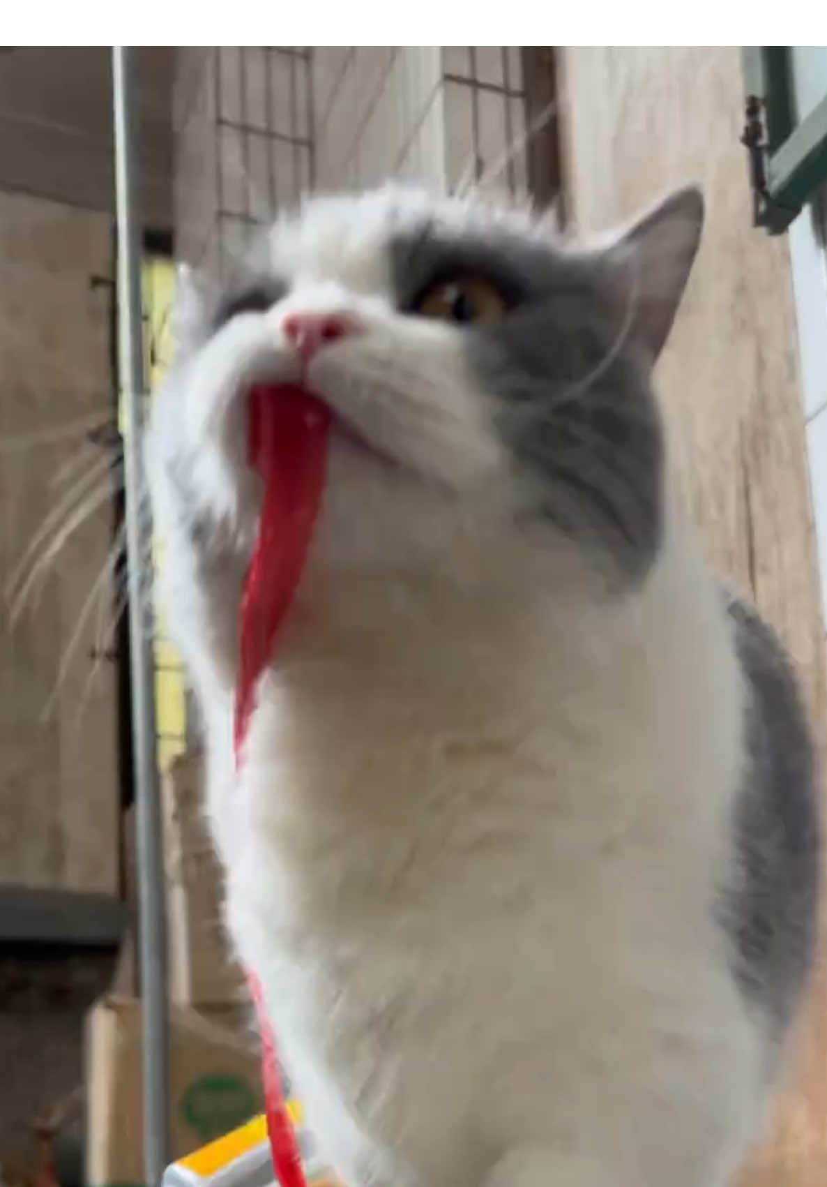 🥰😍😍 #面白い #TikTokの猫たち #可愛い猫 #キティ #猫たち    
