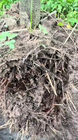 Nhìn bộ rễ mê luôn các bác ơi#saurieng #caysaurieng #saurienggiong 