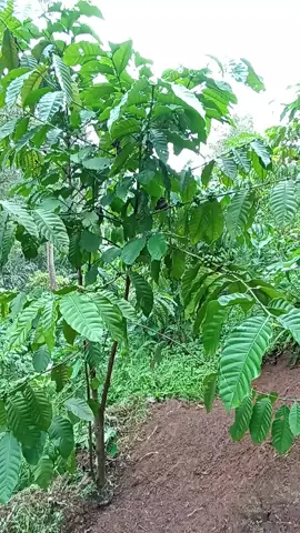 TRIK PERAWATAN KOPI ROBUSTA PADA LAHAN MIRING UNTUK MEMBANTU KESUBURAN #petanimuda #robustalampung #petaniindonesia🇮🇩🇮🇩🇮🇩🌿🌿 #fyppppppppppppppppppppppp 