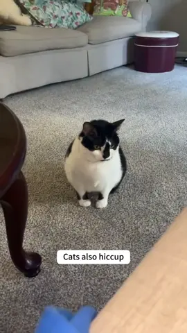 Cat hiccuping ASMR #cat #cats #catsoftiktok #animals #funny #funnyvideos #funnycat #funnyanimals #happy #fyp #foryoupage #tiktokcats 