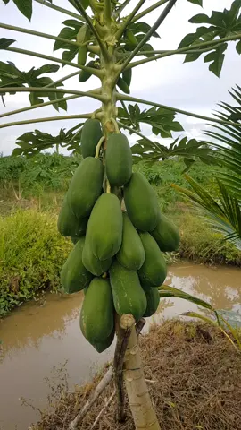 vườn đu đủ ruột vàng