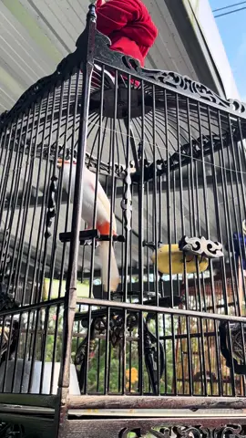 #นกหัวจุก #นกกรงหัวจุกแฟนซี #นกเพลงโซนตะนาวศรี 