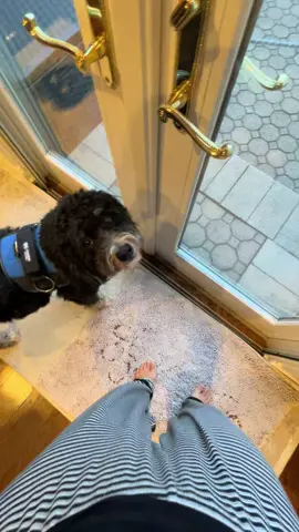 Benny is fast 💨 today. #doglead #morningpotty 