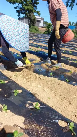 kết thúc mùa trồng cải#🤣😂😂🤣🤣 #huệle #cuộcsốngởhàn #hanquốc 