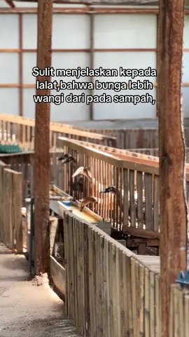 #bosmuda #peternakbebek #bebekpetelur #peternakmuda #peternak #KRD #kiarunnerduck 