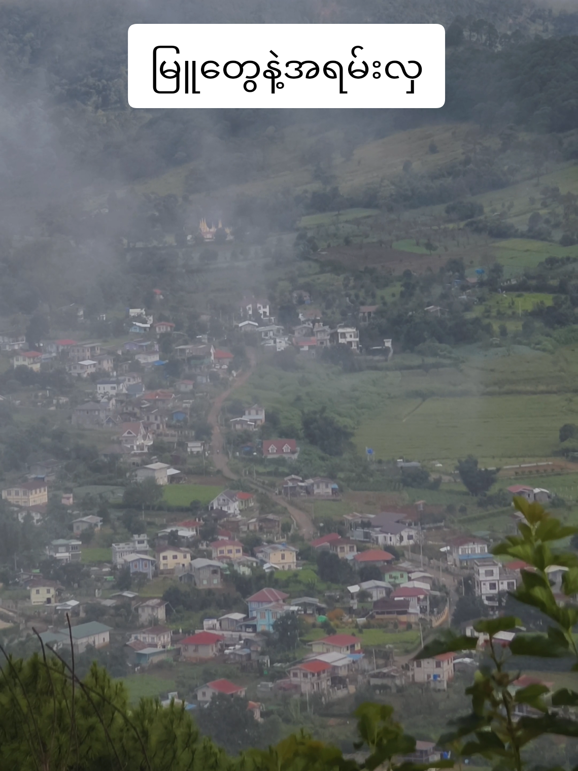 ချယ်ရီထင်းရှုးနဲ့ တောတန်းတစ်နေရာ.... #ကလောရောက်ရင်ကားငှားပါ😋😋  #09444278636  #kalaw☺️ #tiktok 