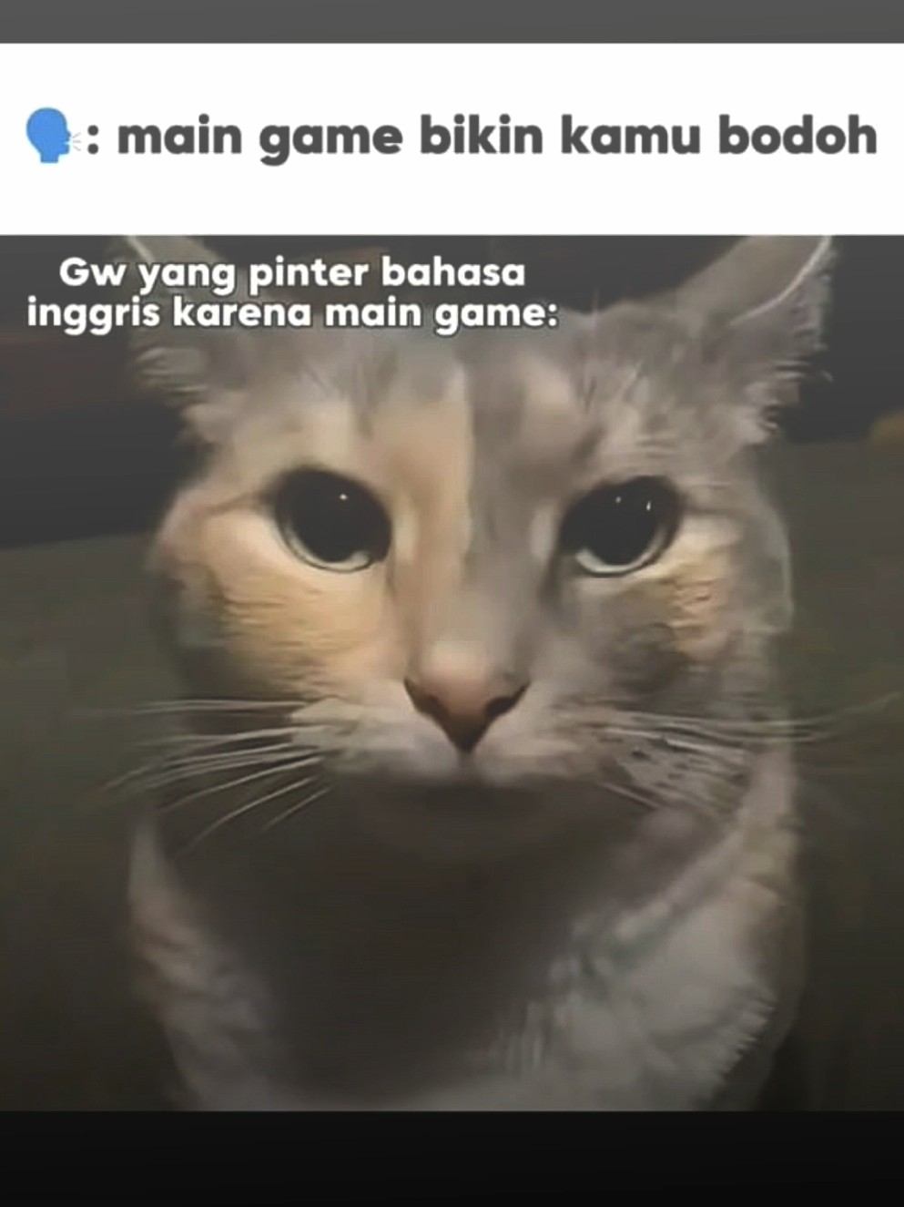 no what what🤓☝️ #jjmeme #memekucing #memefb #lewatberanda #fyp 
