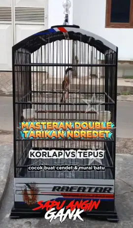 masteran besetan kolibri kelapa/korlab sambung tepus kepala abu cocok untuk cendet dan murai batu #masteranburung #cendet #cendetmaniaindonesia #masteran #kicaumania 