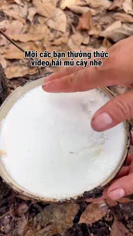 Mời các bạn thưởng thức nha !!! #asmrvideo #asrmsounds #mủcaosu #háimủcaosu 