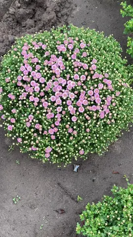 Мультифлора