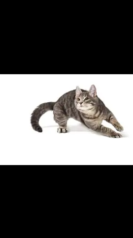 Fast - Juice Wrld #cat #999 #juicewrld999 