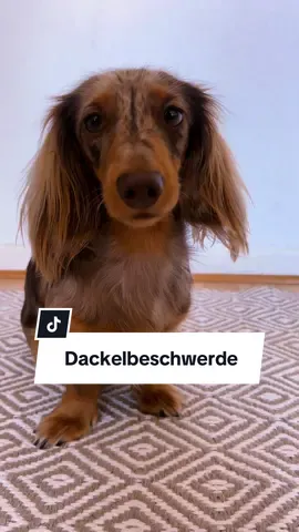 Beschwerde ist raus! 😡  #Dackel #dachshund #fyp #fürdich #dogsoftiktokviral 