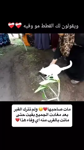 #fyp #ويقول_البسس_مو_وفيه 