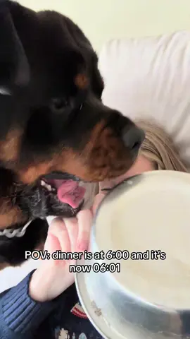 “Hurry up!!” #rottweiler #dogsoftiktok #funny 