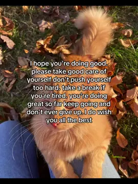 #catsoftiktok #kittens #Love #Love #fypppppppppppppppp  