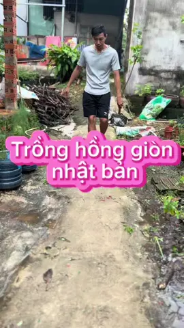 Hồng giòn nhật bản fuyu #vuonnhakha #dammetrongcay #xuhuong 