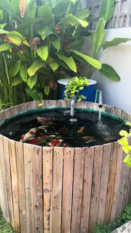 Jangan nunggu bikin kolam beton untuk pelihara koi, kolam vat pun bisa dibuat estetik kok 😍 #kolamkoi #kolamkoiestetik #kolamikan #kolamkoiminimalis #koilovers #koibangkalan #koisampang #koipamekasan #koisumenep #inspirasitamanrumah #koimania #kolamkoiestetik🇮🇩 #inspirasikolamkoi #tamanbelakangrumah #koimadura #fypシ゚ 
