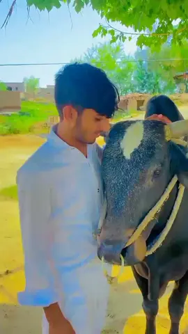 #awan ##awan @❇️🍒sitara bihilmariea 🍒❇️ @SHAMI🖤 