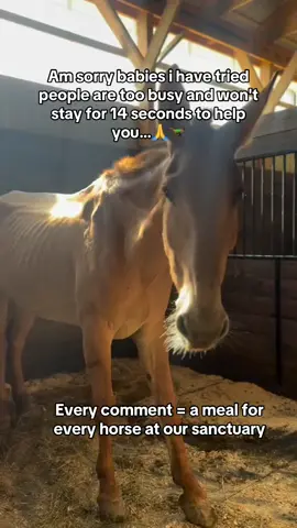 Every comment = a meal for  every horse at our sanctuary…🙏🐎#horselovers #horselife #horsecare #horsefarm #HorseRescue 