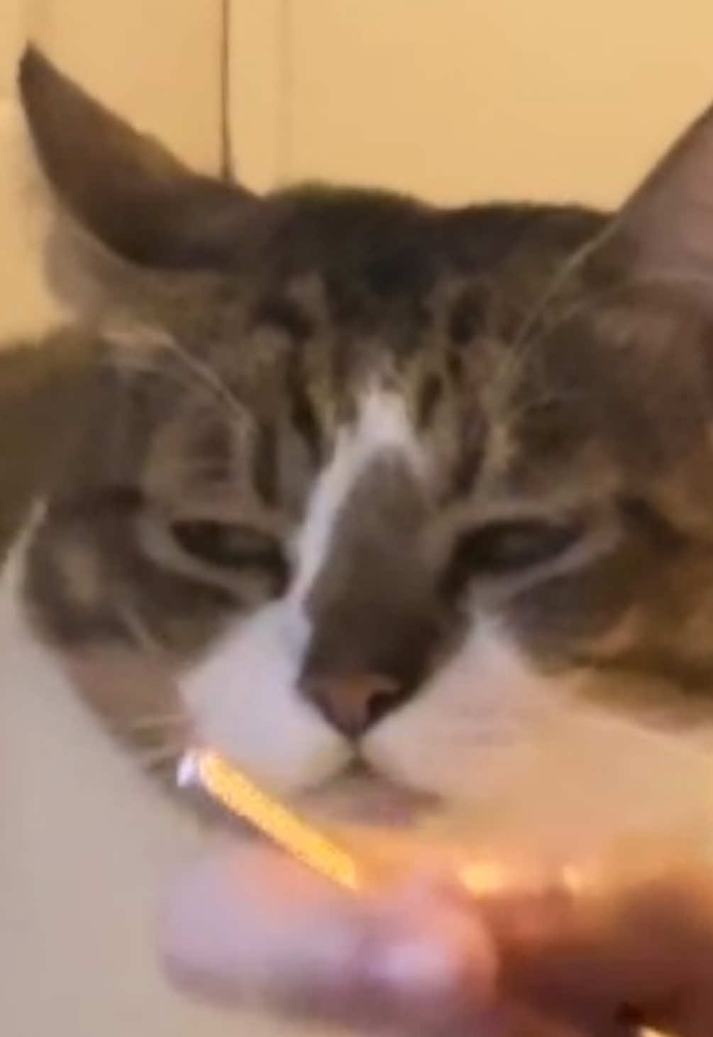 ขี้ชิด 😾  #แมว #ตลก #พี่เอ๋อแมวแหลงใต้ชับ #cat #สัตว์เลี้ยงtiktok 