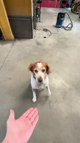 Ahaha #fyp #dog #foru #pourtoi #humour 