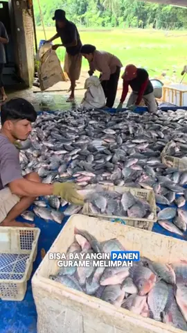 Bisa bayangin panen gurame melimpah, bobotnya besar-besar, dan modal pakan bisa ditekan? Ini bukan mimpi. Aku punya kuncinya buat kamu!Enggak percaya? Lihat sendiri gimana ikan gurame di kolamku jadi lebih berisi dan cepat panen setelah rutin pakai Booster Ikan Gurame. #nocboosterikangurame #ikangurame #pakanikangurame #panenikangurame #budidayaikangurame 