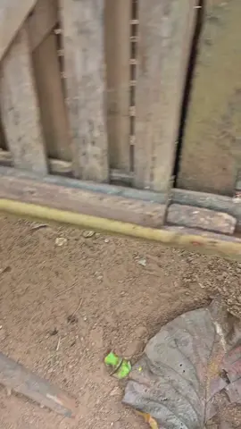 piye to karepmu pitekkk😭 #ayambangkoksuper #ayambkclasik #ayampakhoy #xyzabc #CapCut 