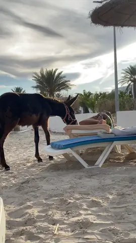 Sunbathing in Tunisie be like 🫏🇹🇳 #tunisie #clubmeddjerba #djerba #donkeyoftiktok #clubmed 