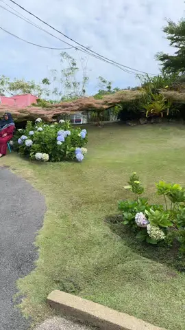 Kenangan gunung jerai kedah bersama orang ku syg,semoga suatu hari nanti aku dpat berjalan kembali sambil berpinpin tangan..🥹🥹🥹 #spinalcordinjuryrecovery #kasihanakkepadaibu❤️❤️ #akubukanygterbaik #fyppppppppppppppppppppppp #foryoupage 