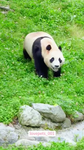 Panda’s Unlucky Moments.#panda #panda🐼 #pandaoftiktok #funny #foryou #funnytiktok #fyp #fypシ゚viral #funnyanimals #cute #usa🇺🇸 
