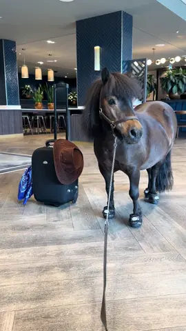 Patrick goes on holiday ❤️ #livingmybestlife #pony 