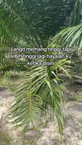 #sawitontiktok #sawit 