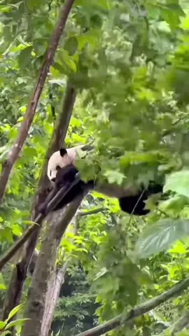Giant pandas' daily funny antics 🐼#panda #Love #cutebaby #fyp #cute 